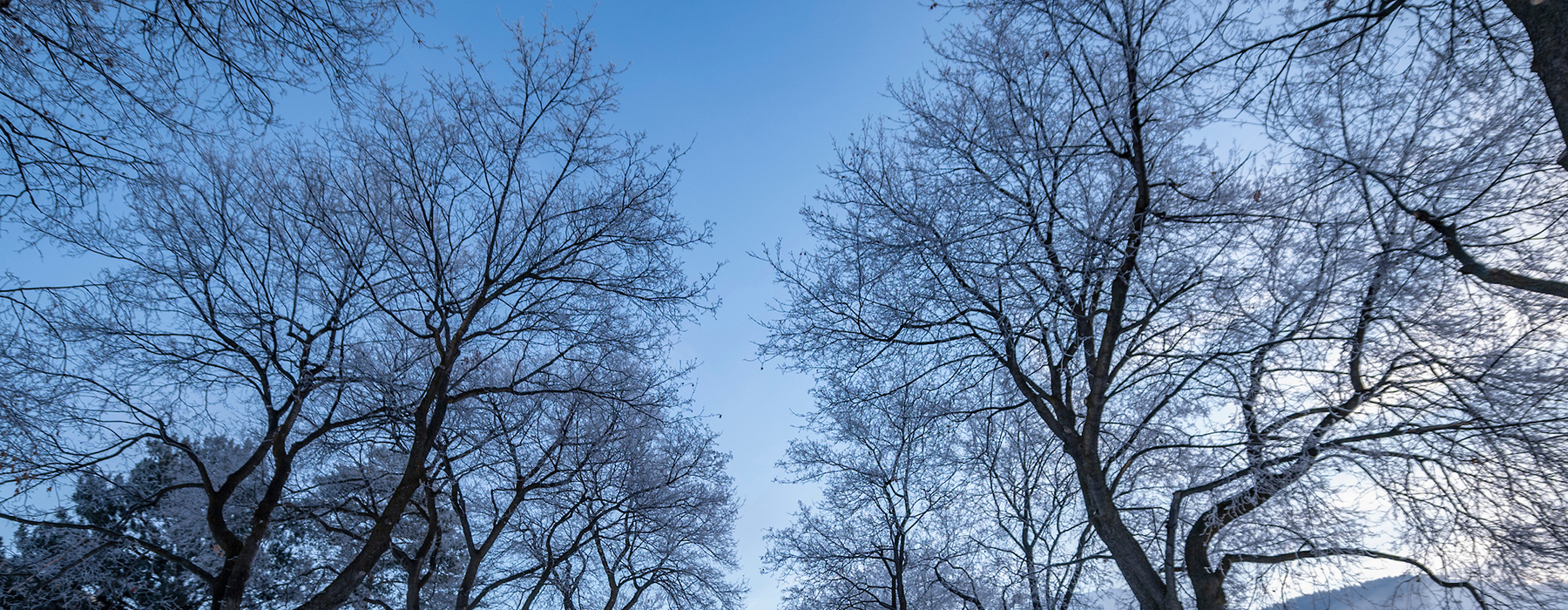 Trees without leaves stretch their branches into the blue sky above