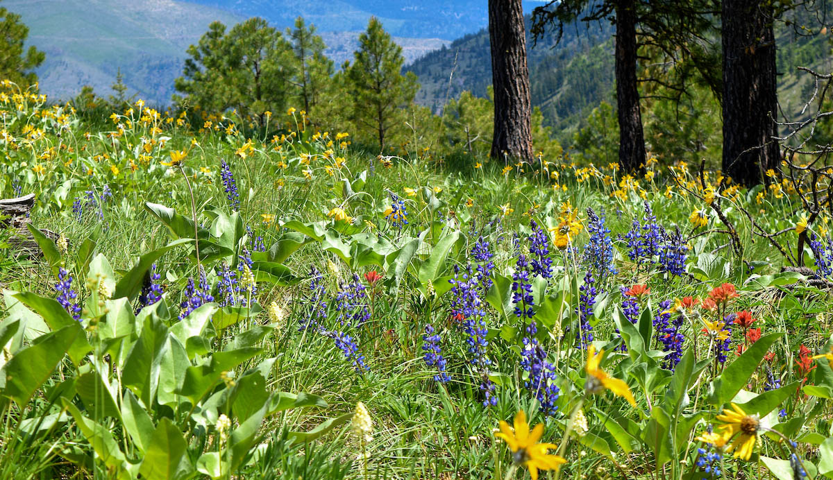 A field of wildflowers blooms in the mountains near Missoula.